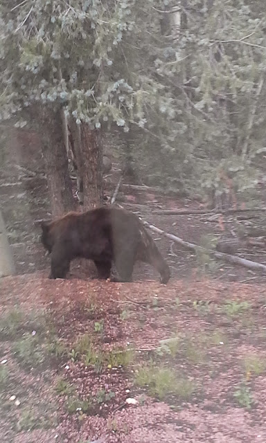 wp-1419834324970 image